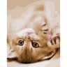 Картина по номерам Игривый котенок (OK 10263, 40x50 см)