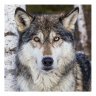 Картина по номерам Серый волк (30х30 см)