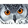 Алмазная мозаика Взгляд совы (38x27 см)