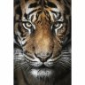 Алмазная мозаика Вождь тигров (68х100 см)