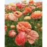 Картина по номерам Нежный цветок (40х50 см)