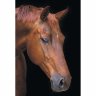 Алмазная мозаика Лошадь в тишине (40x50 см)