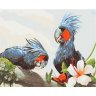 Картина по номерам Попугаи (40х50 см)