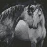 Картина по номерам Пара лошадей (KHM0036, 30x30 см)