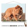 Картина по номерам Молодой лев (30x40 см)